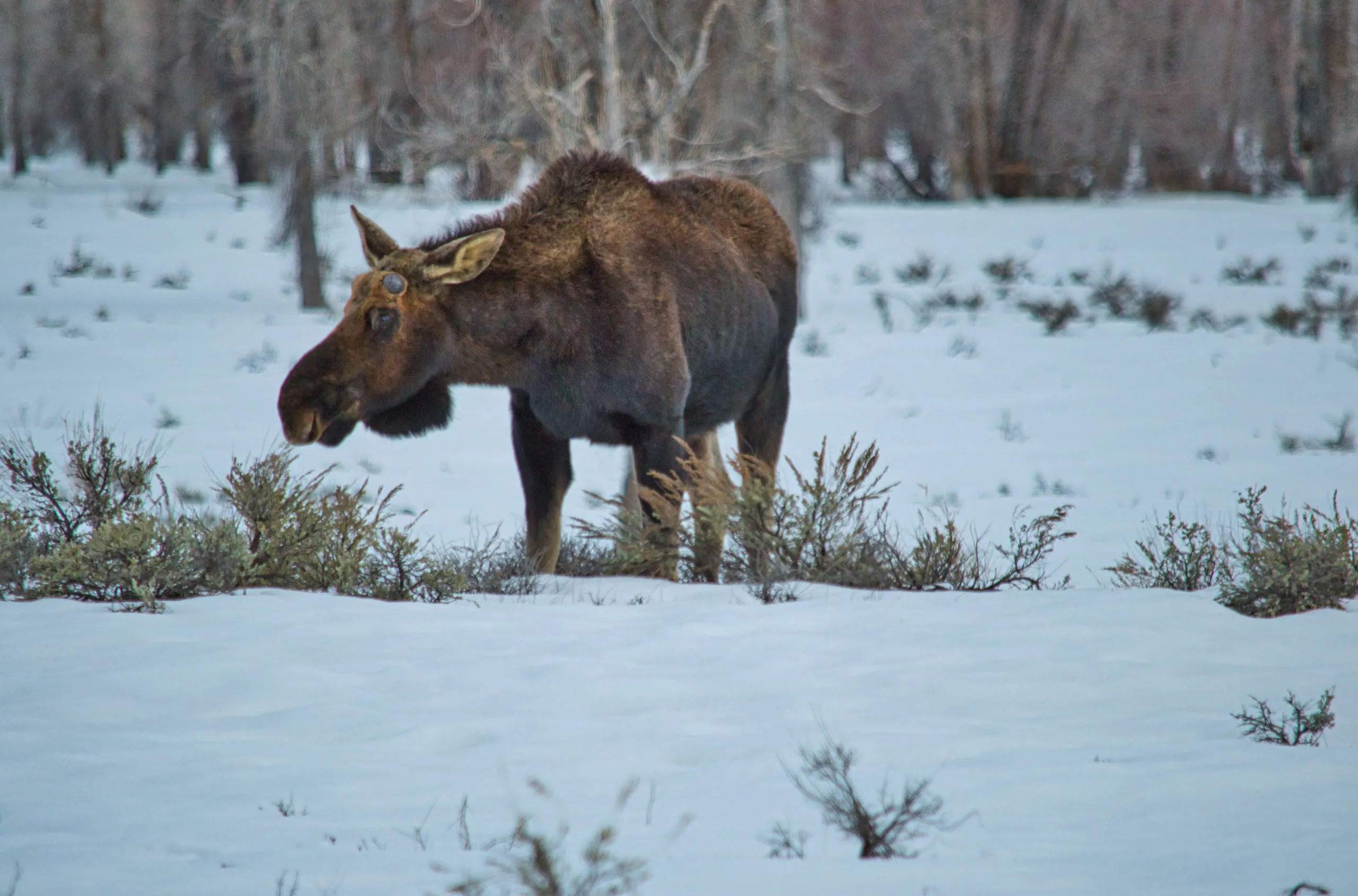 an-elk-walking-on-the-snowy-field-in-the-forest-2025-10-16-10-10-30-utc-scaled