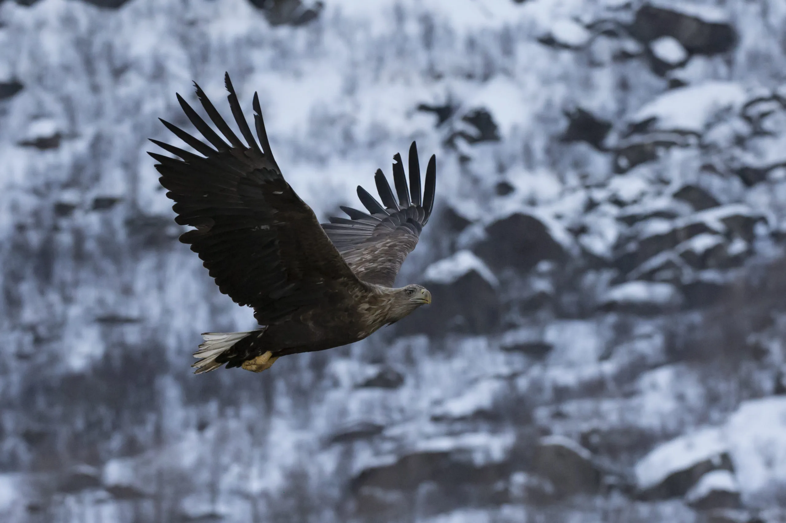 white-tailed-eagle-in-flight-lofoten-and-vesteral-2025-04-04-17-34-57-utc-scaled