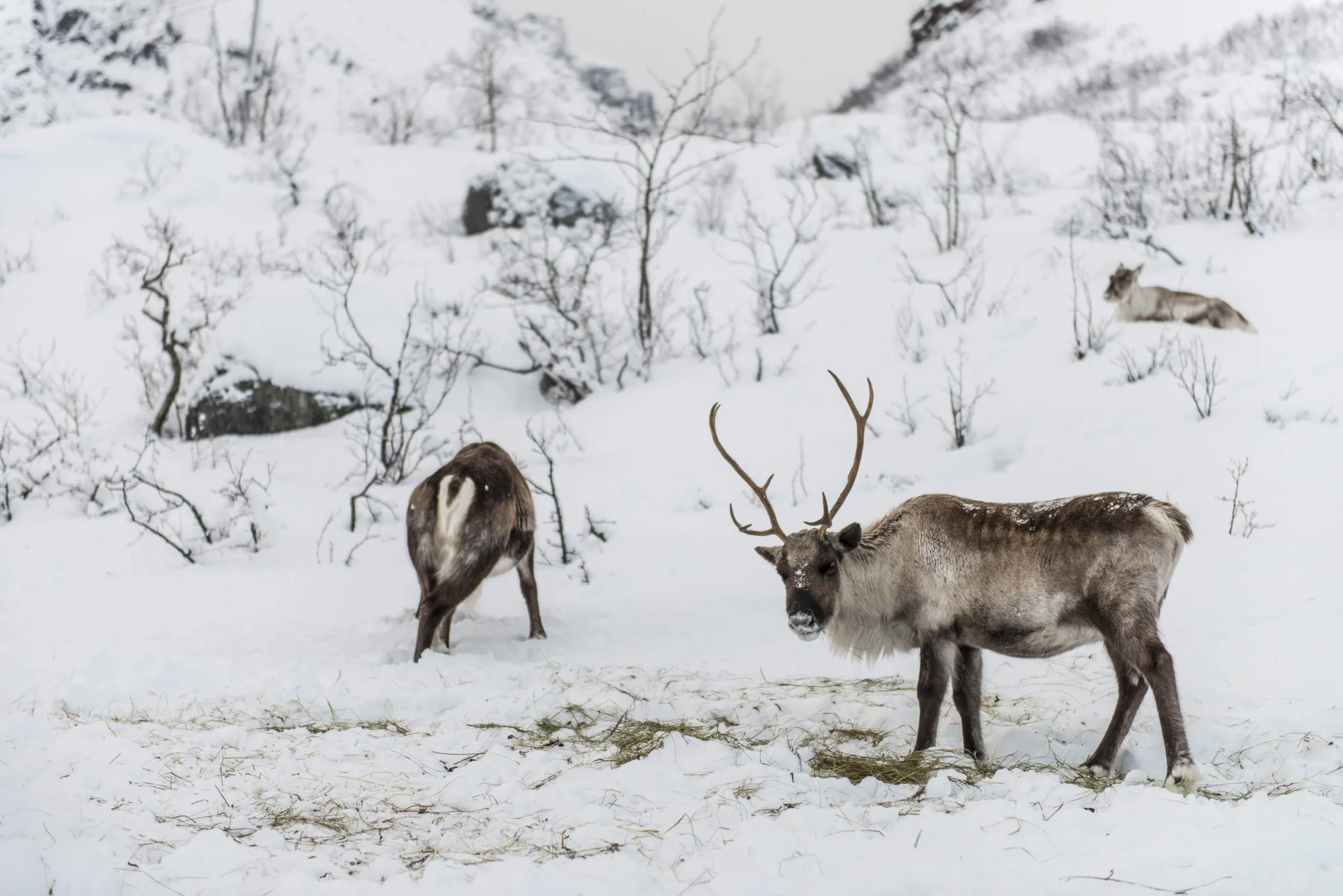 wild-reindeer-tromso-norway-2025-04-04-03-25-28-utc-scaled